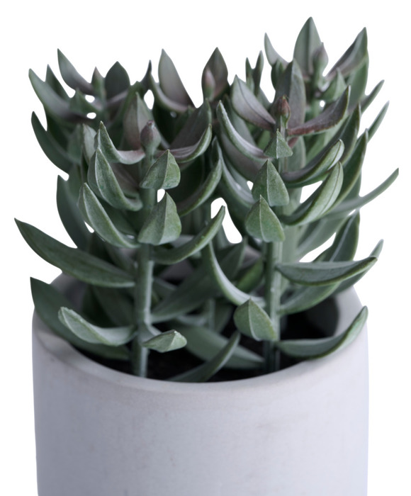 Konstväxt Tetragona Ø7,4 x 19 cm